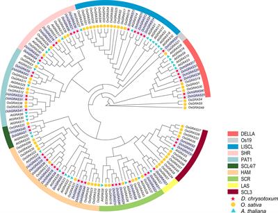 Genome-wide identification and expression analysis of the GRAS gene family in Dendrobium chrysotoxum